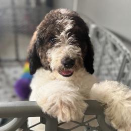 Bernedoodle, Cockapoo, and Goldendoodle Puppies from Avery Doodle Day LLC