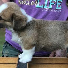 Cardigan Welsh Corgi Puppies from Penfro Corgis