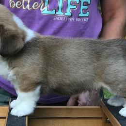 Cardigan Welsh Corgi Puppies from Penfro Corgis