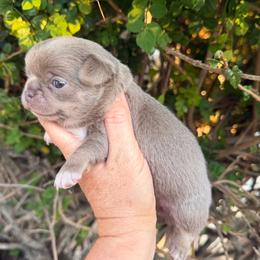 Vanya - Chocolate blue female Chihuahua puppy in Newport Beach, California from Exotic City Pomeranians and chihuahuas