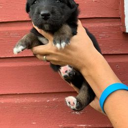 Australian Shepherd Puppies from Auspicious Australian Shepherds