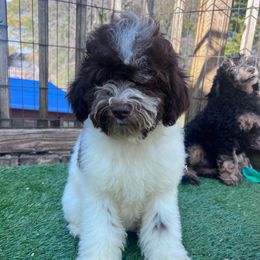 Cedar -with training - Brown and white male Cockapoo puppy in Boonville, North Carolina from Doods & Dolls