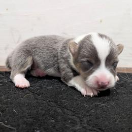 Bolt - Blue male Pembroke Welsh Corgi puppy in Brandon, Mississippi from Jenny May’s Corgis