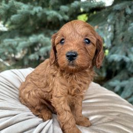Marlo - Apricot male Cavapoo puppy in Mona, Utah from Hearts Full of Puppies