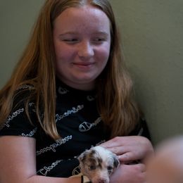 Border Collie Puppies from Air Capital Border Collies