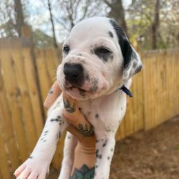 BLUE - White and black male Dalmatian puppy in Demorest, Georgia from Dixon Dalmatians