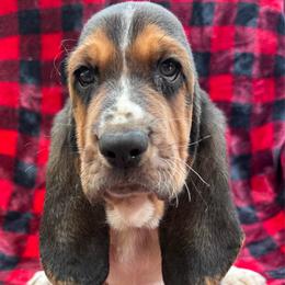 Alex - Black tan and white male Basset Hound puppy in Cleveland, Tennessee from Smokey Mtn Bassets
