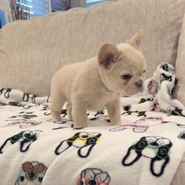 French Bulldog Puppies from Opulence Frenchies