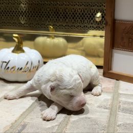 Cornbread - White male Lagotto Romagnolo puppy in Chicago, Illinois from Midwest Lagotto Romagnolo