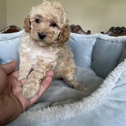Pekingese and Poodle Puppies from Dogs lovers