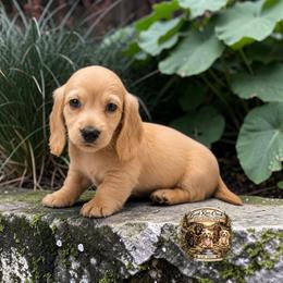 Hudson - Cream male Dachshund puppy in Greenfield, Ohio from Buck Run Creek Dachshunds