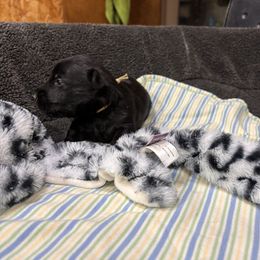 Yellow collar boy - Black male Scottish Terrier puppy in Hastings, Nebraska from D & J SCOTTIES AND CAIRNS & Miniature Long haired Dachshunds