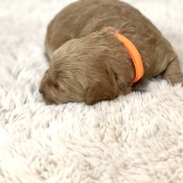 Goldendoodle Puppies from Doodles and Cavaliers