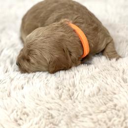Goldendoodle Puppies from Doodles and Cavaliers