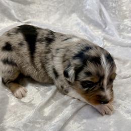 Molly - Blue merle female Australian Shepherd puppy in Mount Vernon, Texas from RJ's Aussie Posse