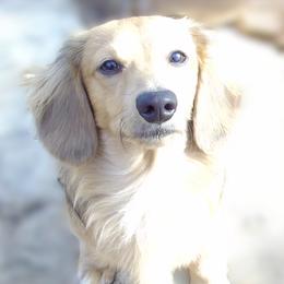 AKC - Clyde - 2100 - Cream male Dachshund puppy in Albertville, Alabama from Jana Rae's