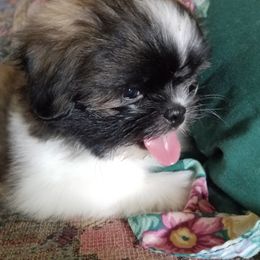 Shih Tzu Puppies from Grandma Ts Precious Puppies
