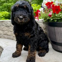 Milkshake - Phantom female Bernedoodle puppy in Midland, Michigan from Northern Charm Farm