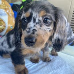 Dachshund Puppies from Doxie Dapples