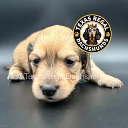 Bagel 3500 - Cream male Dachshund puppy in Houston, Texas from Texas Regal Dachshunds LLC