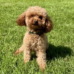 Rye - Poodle