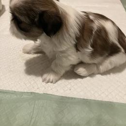 Shih Tzu Puppies from Simply Shih Tzu