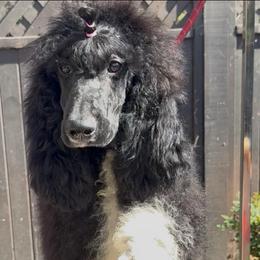 Holy Night - Black female Poodle puppy in Corona, California from Garden Of Poodles