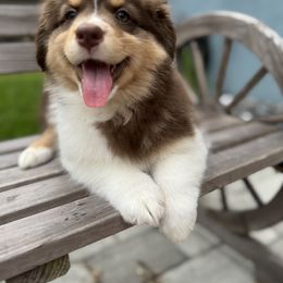 Juice - Red tri-color female Australian Shepherd puppy in North Fort Myers, Florida from Aussie Trail Farms