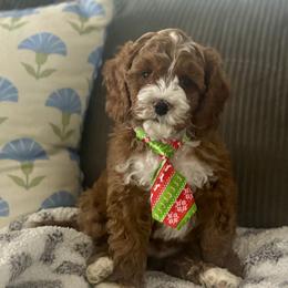 Cockapoo Puppies from Ham’s Cockapoos