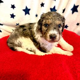 Jordon - female Golden Mountain Doodle puppy in Victoria, Texas from Deidre's Doodles