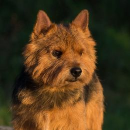 Labrador Retrievers and Norwich Terriers from Rockycreek