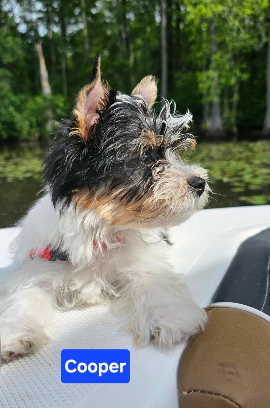 Cooper