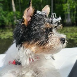 Cooper - Biewer Terrier