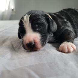 Bob - Black tri-color male Assorted Doodle Crosses puppy in Blackfoot, Idaho from Lucky Pup Meadows