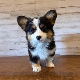Sonora - Black and tan female Pembroke Welsh Corgi puppy in Mc Cammon, Idaho from Sunny J Corgis and Mini Americans