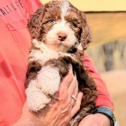 Brownie - Tri-color female Bernedoodle puppy in Royse City, Texas from Platinum Bernedoodles of Texas