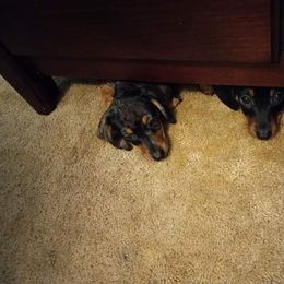 Dachshund Puppies from White River Valley Kennel