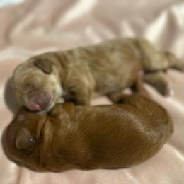 Tia - Red  female Goldendoodle puppy in Shingle Springs, California from Creamy Retrievers
