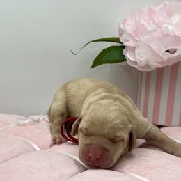 Red - Yellow female Labrador Retriever puppy in Heath Springs, South Carolina from Rich Hill Retrievers