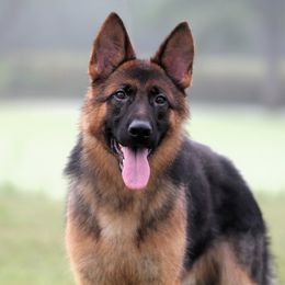Bronco - Black and red German Shepherd puppy in Rockwall, Texas from Debut Shepherds