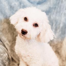 Australian Labradoodle, Goldendoodle, and Poodle Puppies from Leila Pearson
