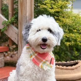 Fern - Sheepadoodle