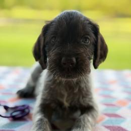 Purple Girl - Liver and white female German Wirehaired Pointer puppy in Reddick, Florida from Afterhours German Wirehaired Pointers and Basset Fauve de Bretagne