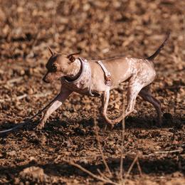 American Hairless Terriers from Fable American Hairless Terrier