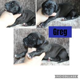 Greg - Black male Great Dane puppy in Spokane, Washington from Phoenix Family Danes
