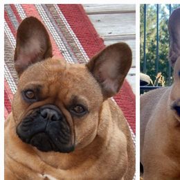 Poppy - French Bulldog