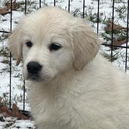 Golden Retriever puppies from Oak Breeze Retrievers