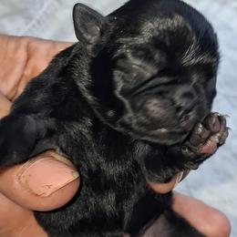 Black Girl 4 - Black female Pug puppy in Gadsden, Alabama from Carla's Pugs