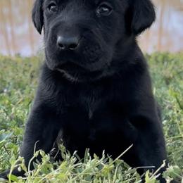 "Sadie’s pup" Labrador Retriever Puppies from Fetchmoore’s Labrador Retrievers