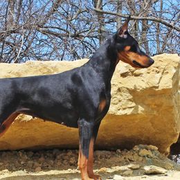 Kylie - Doberman Pinscher
